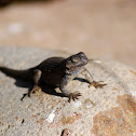 Sagebrush lizard