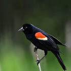Red winged blackbird