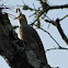Red-bellied Woodpecker