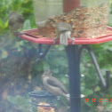 Black crested titmouse