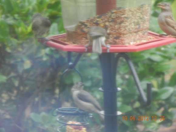 Spotting Image 1