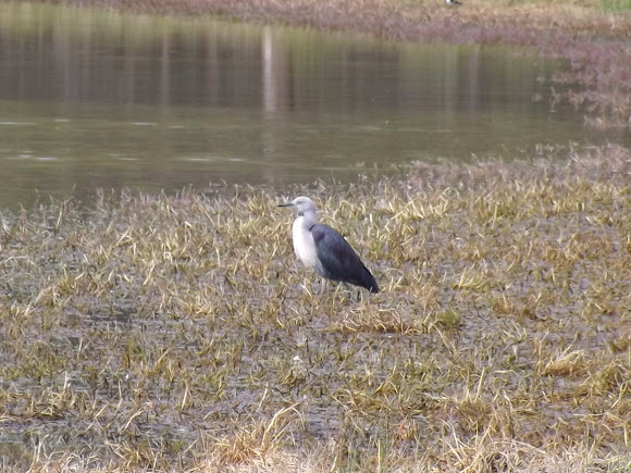 Spotting Image 1