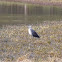 Pacific heron