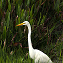 Great Egret