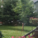 Wild Turkey