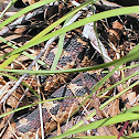 Snake - Eastern Hog-nosed Snake