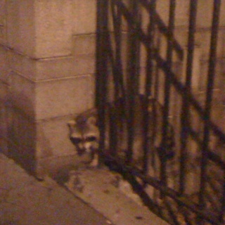 Spotting Image 1