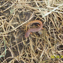 Four toed salamander