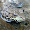 Green Frog