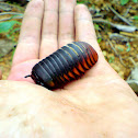 Pill Millipede