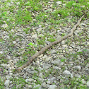 Nothern Water Snake