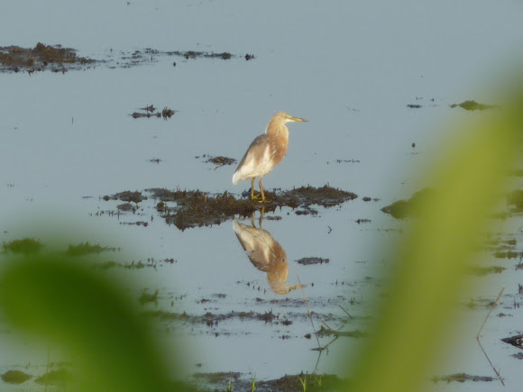 Spotting Image 1