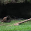 Giant Anteater