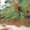 Eastern Pine Tree