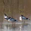 Avocet; Avoceta