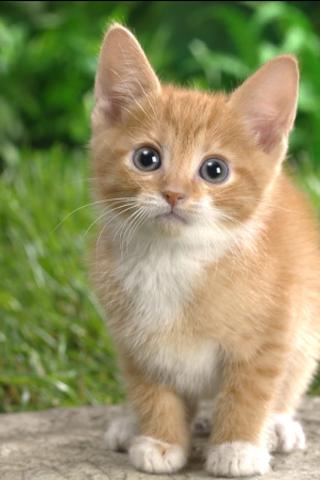 Cute Animal Wallpaper 1