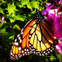 Monarch Butterfly