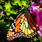 Monarch Butterfly