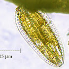 Pennate Diatom