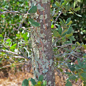 Lichen