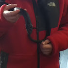 Black rat snake