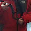 Black rat snake