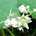 Burr Cucumber
