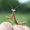 Carolina Mantis