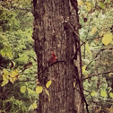 Cardinal