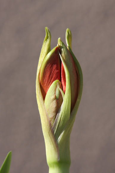 Spotting Image 1