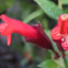 Lipstick Plant