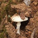 Amanita marmorata