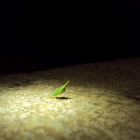 planthopper