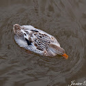 Silver Appleyard Duck