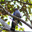 Topknot Pigeon