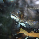 Brook Trout