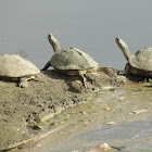 Indian Roofed Turtle