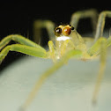 Jumping Spider