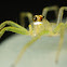 Jumping Spider
