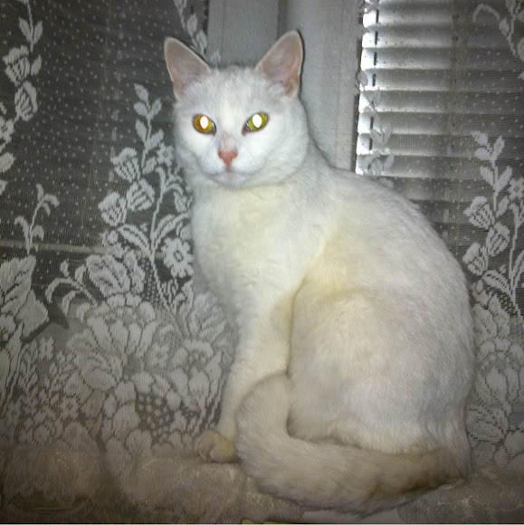 Spotting Image 1