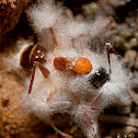unknown mold(?) with ant