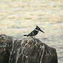 Pied kingfisher