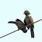 Jungle Babbler