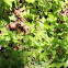heuchera