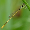 Damselfly