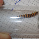 Cinnabar moth caterpillar 