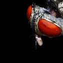 Fly