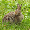 Eastern Cottontail
