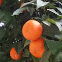 Bitter orange (Νερατζιά)