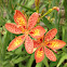 Blackberry Lily